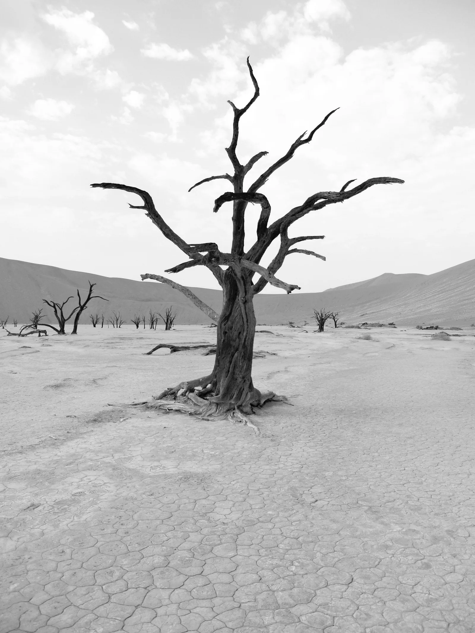 Limites planétaires : où en est-on sur la biodiversité ?