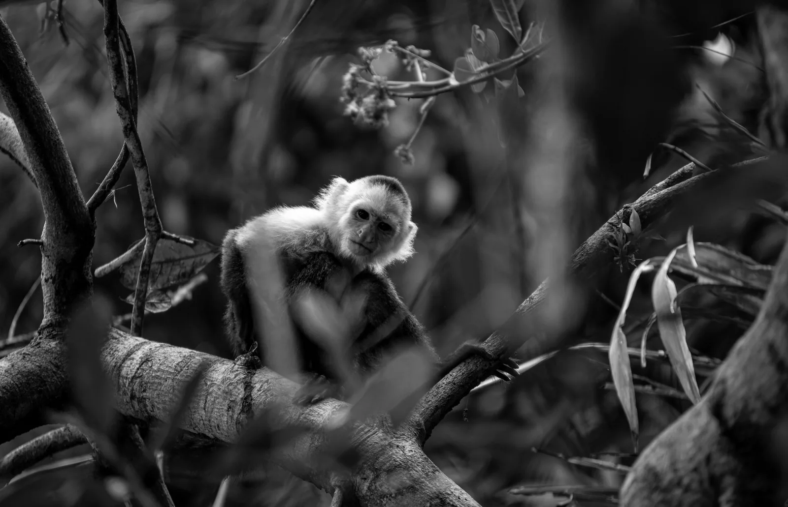 One Health: why nature, animal, and human health belong in the same assessment