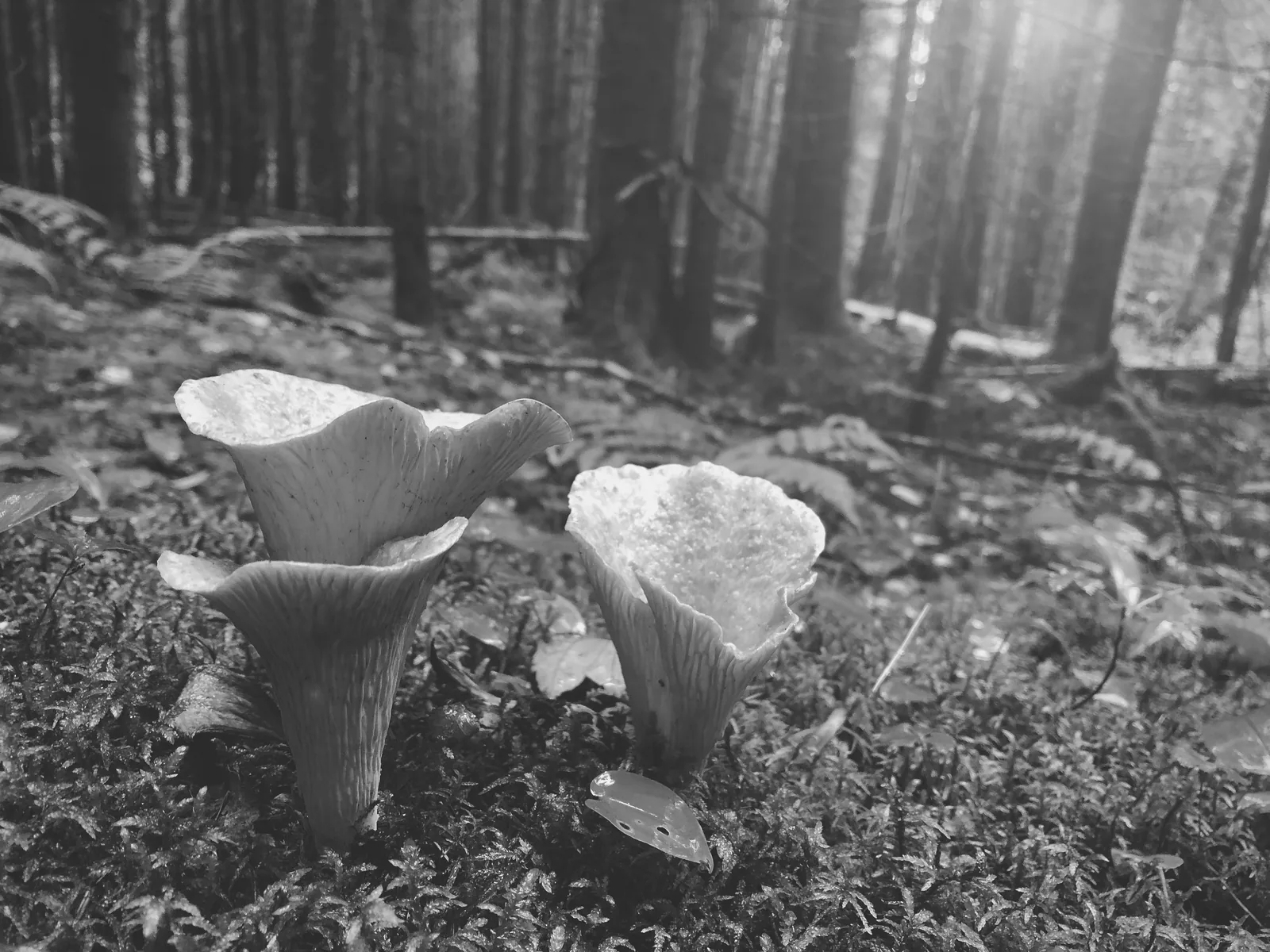 La biodiversité, prochaine frontière de la mode