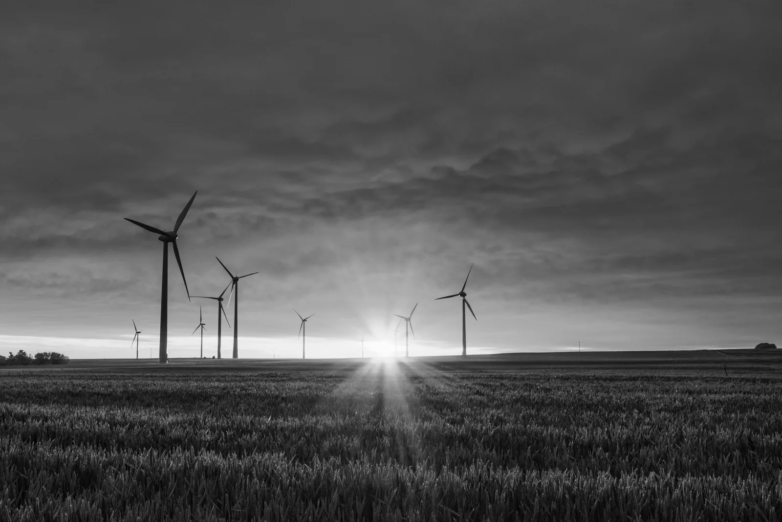 Comment une entreprise peut-elle agir pour la biodiversité ?