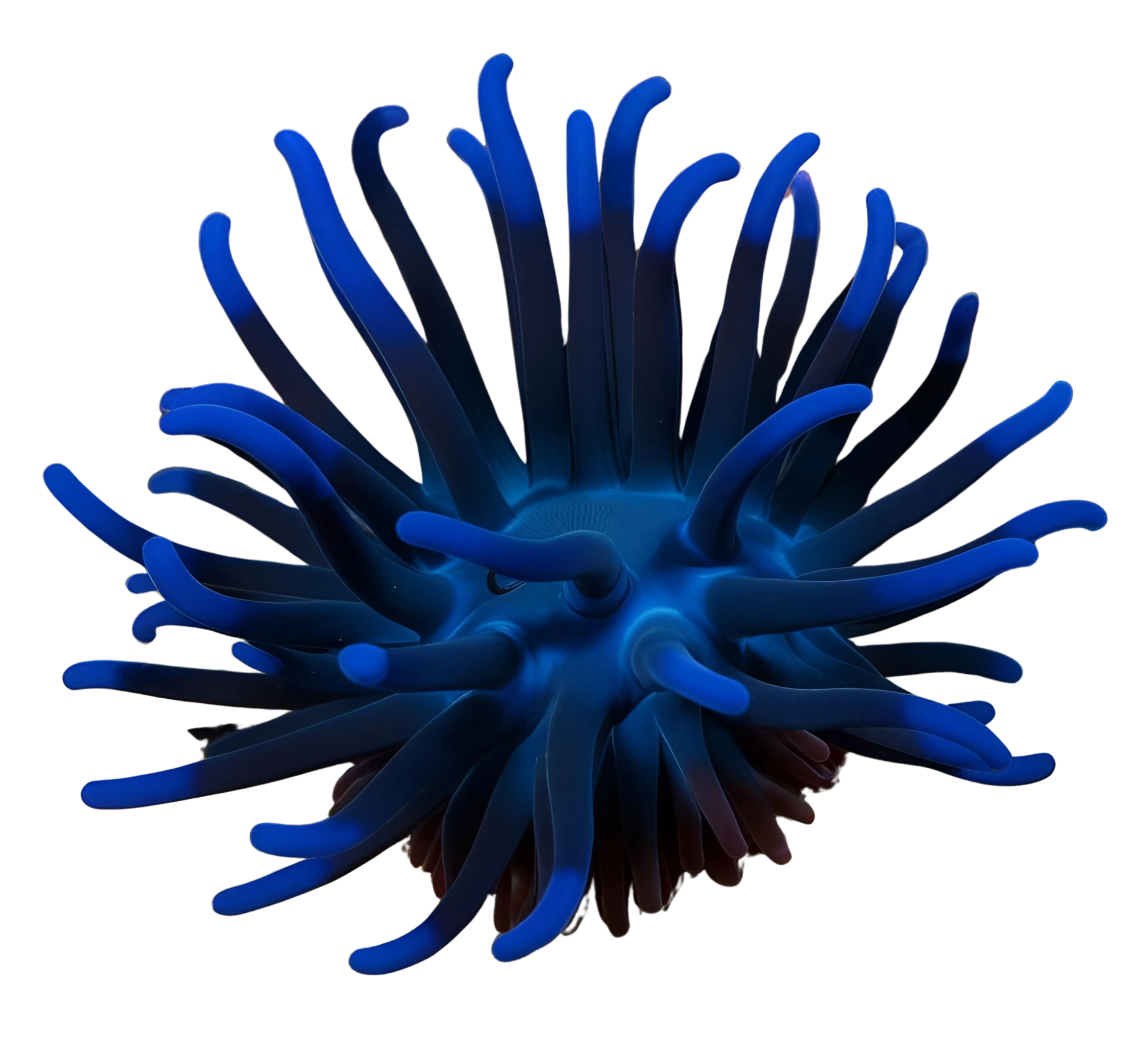 Scaling from product to corporate level biodiversity assessment