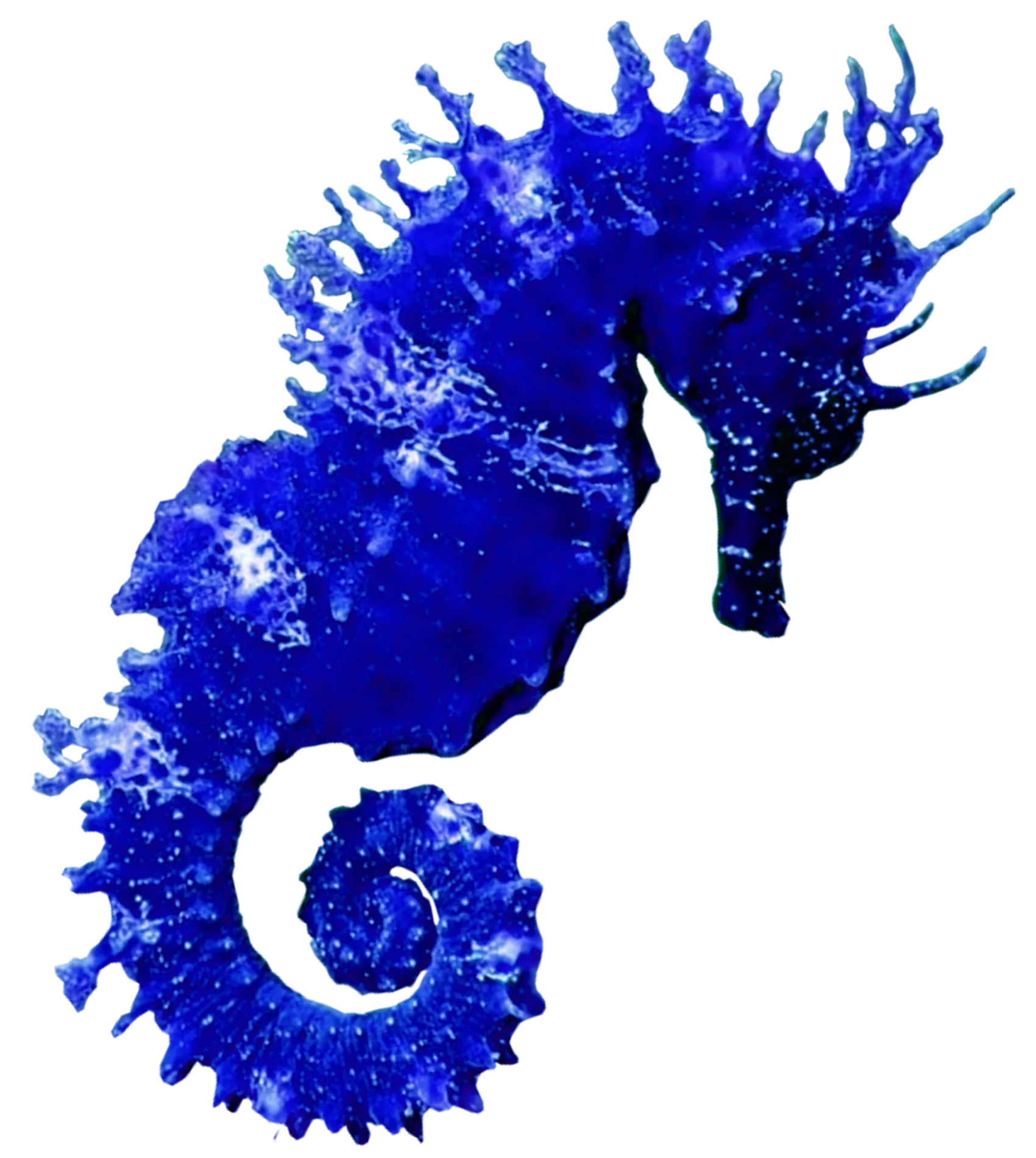 Blue seahorse illustration